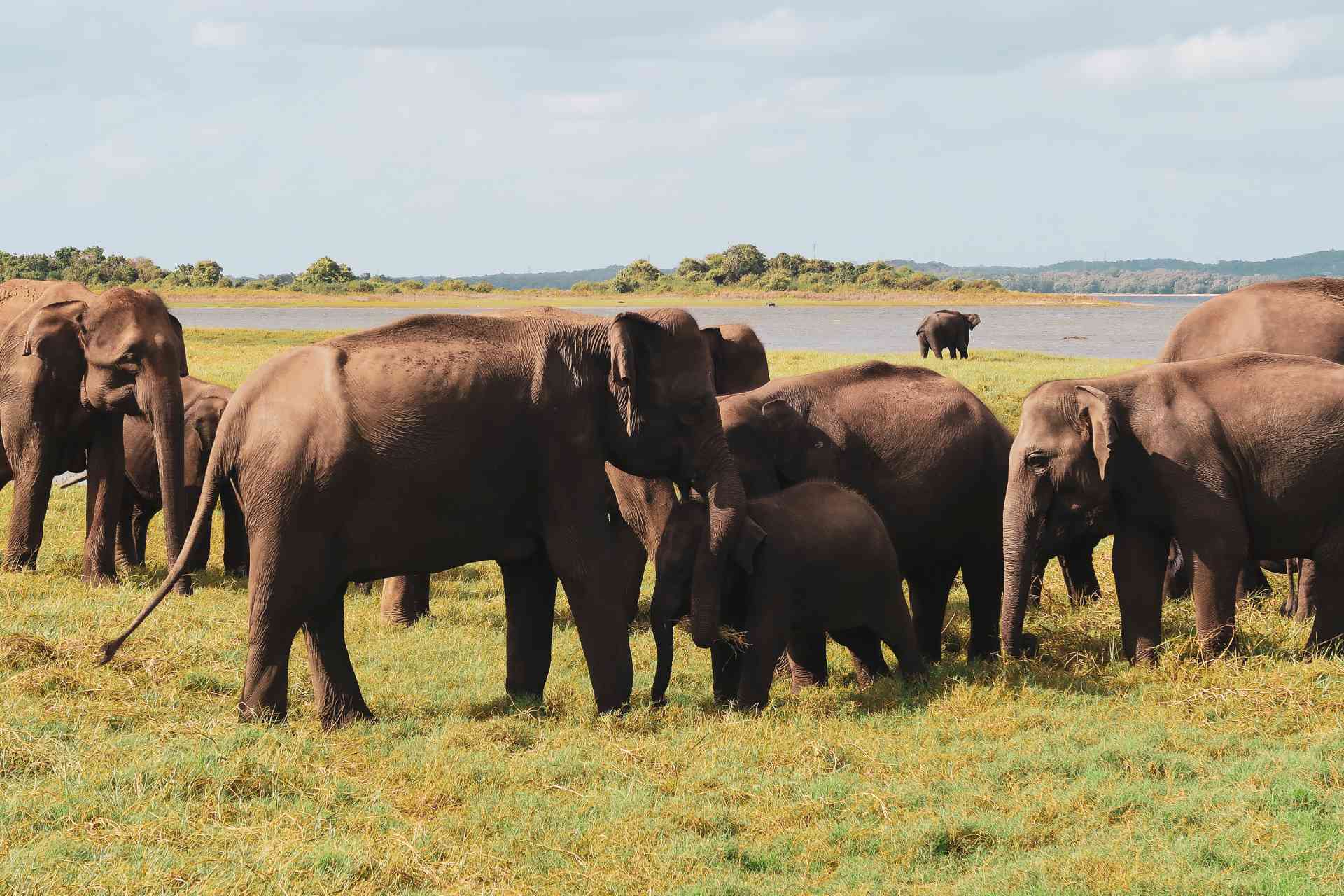 Sri Lankan Discovery 2025 Bunnik Tours